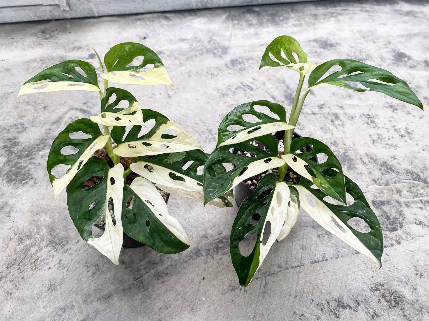 Monstera Adansonii Variegata | PLNT